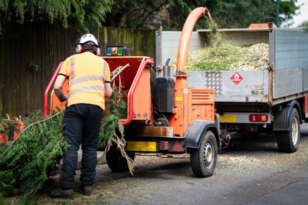 Best Tree Removal  in Farmersville, CA