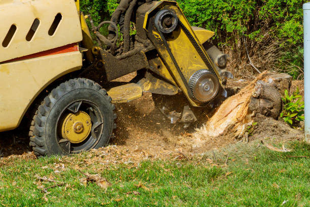 Best Stump Grinding and Removal  in Farmersville, CA