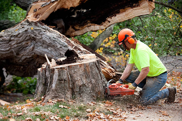 Best Tree Preservation Services  in Farmersville, CA